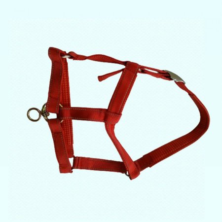 رشمة خيل هندي 3