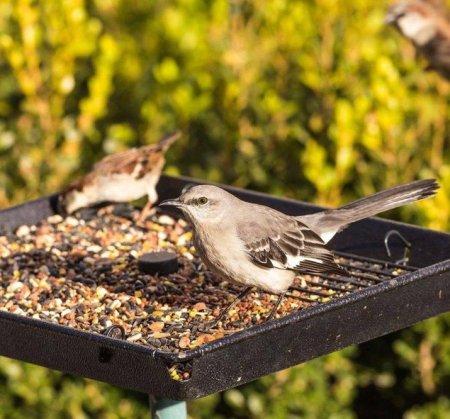 شوال أكل طيور كوكتيل 20 كيلو