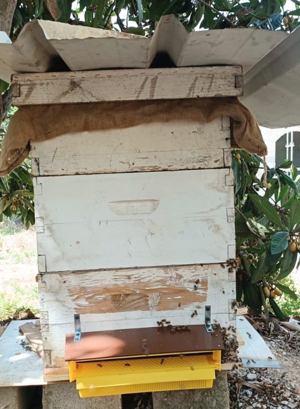 جواد من قلقيليه 