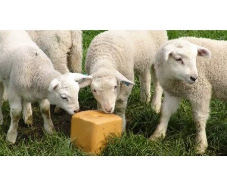 حجر ملح للأغنام 10 كغم