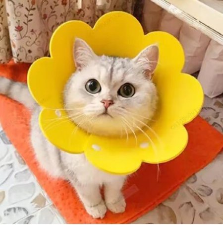 طوق حماية للحيوانات الأليفة