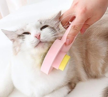 الزهري الفاتح