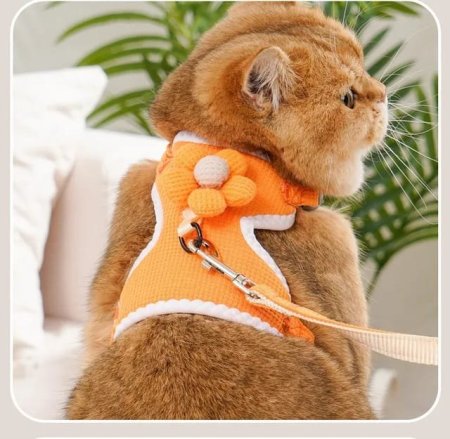 سدرية قطط وردة 